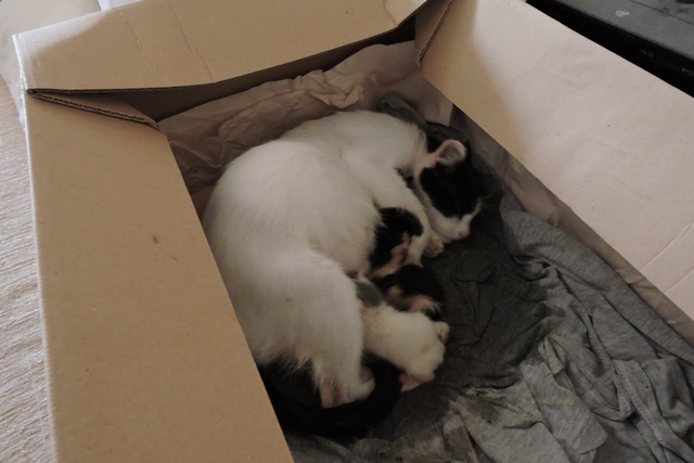 First three newborn kittens